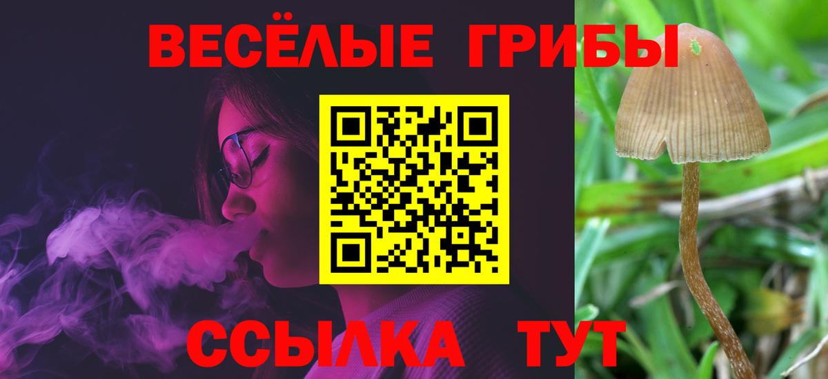 Галлюциногенные грибы Psilocybe Приморско-Ахтарск